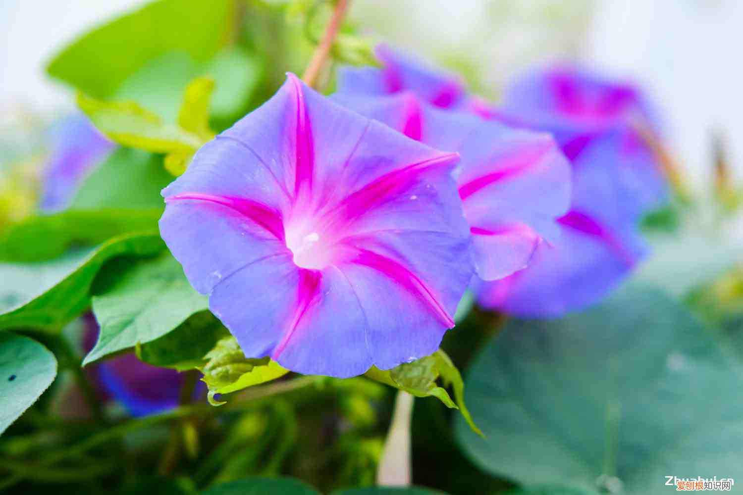 夏天的代表物简笔画，夏天的代表性的植物？