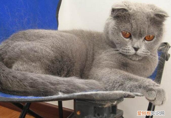 猫咪生产后怎么护理 ,猫咪生产后多久可以洗澡?