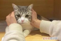 猫咪神经炎多久能治愈好 ，猫咪神经炎多久能治愈正常？