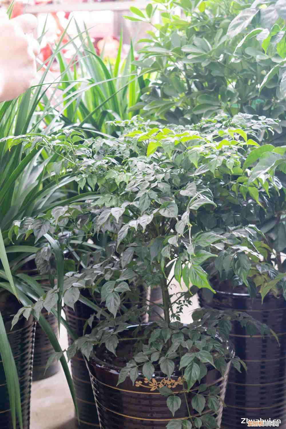 幸福树开花的几率多少开，幸福树开花的几率多少？