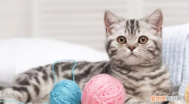 猫咪脖子有个皮下的小包是啥原因呢 ,猫咪脖子皮下有疙瘩,硬块?