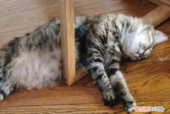 猫不吃不喝不动也不叫怎么办 ，猫不吃不喝不动也不叫是为什么？