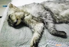 猫咪死了正确处理方法 ，猫咪死后主人哭他知道吗？