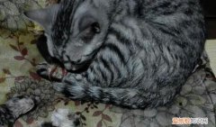 猫咪死胎长什么样 ，猫咪死胎的表现？