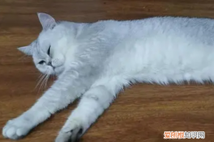 猫咪突然抽搐然后一动不动 ，猫突然抽搐是怎么回事？