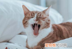 猫抽搐一直叫怎么办 ，猫一抽一抽的叫？