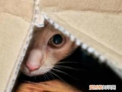 猫咪很胆小怎么办 ，猫咪太胆小是病吗?？