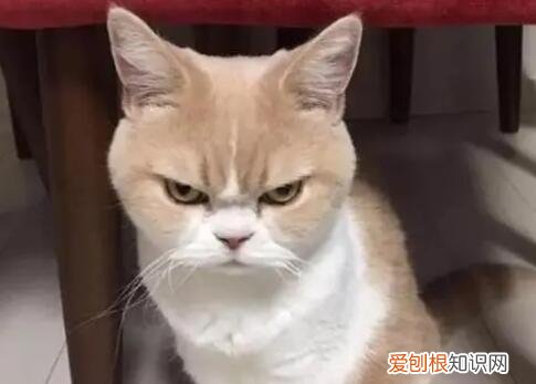 猫不敢看人的眼睛是为什么 ,猫不敢看人的眼睛怎么办?