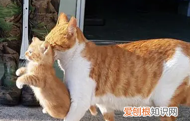 专业找猫团队大概多少钱 ，找猫的灵异口诀？