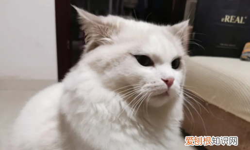 猫咪喜欢主人的表现有哪些方面 ，猫喜欢你的10种表现？