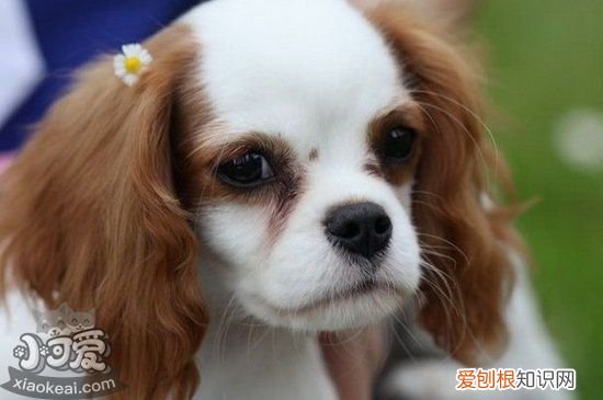 骑士查理王小猎犬怎么训练大小便方法，骑士查理王和查理王小猎犬对比