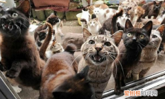 澳大利亚养猫 ，澳大利亚的猫长什么样子？