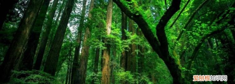 森林气象站还有哪些名称 ，森林气象站还有哪些名字？