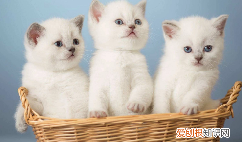养猫为什么不能穿黑色衣服 ，养猫能穿黑色吗？