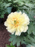 花开富贵是什么花树，花开富贵是什么花？