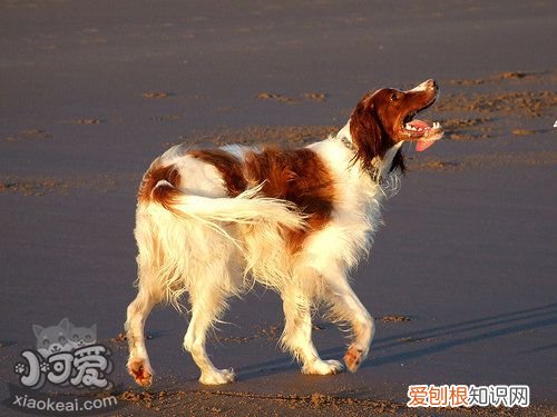 怎么训练爱尔兰红白雪达犬睡狗窝,哪里有售爱尔兰红白雪达犬