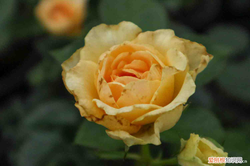 白银鲜花预定,白银适合养什么花,市花和市树是什么?