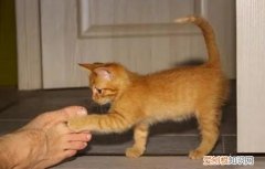 猫咪很胆小 需要检查身体吗视频 ，猫咪很胆小 需要检查身体吗图片？