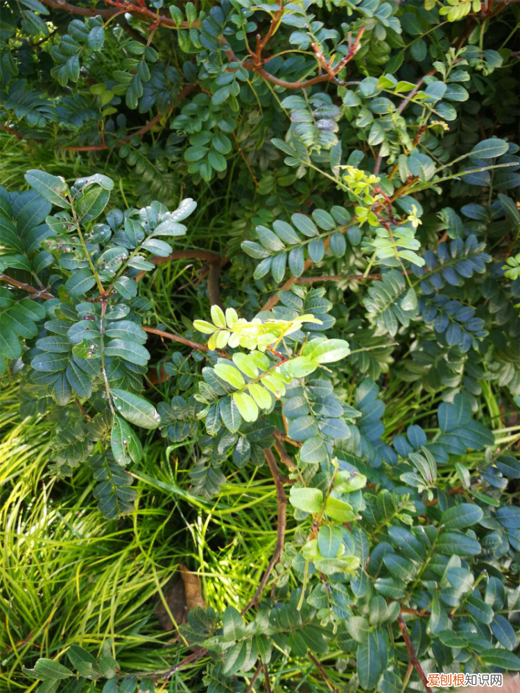 思茅适合居住吗知乎，思茅适合养什么花，市花和市树是什么？