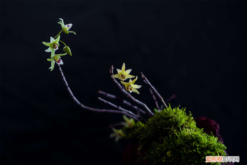 思茅适合居住吗知乎，思茅适合养什么花，市花和市树是什么？