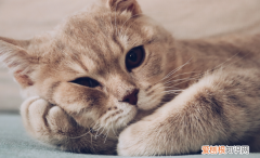 我家猫咪胆子太小了,一点点动静就吓得躲起来怎么办? ，猫咪胆子特别小 受到惊吓怎么办？