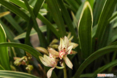 怒江好吗，怒江适合养什么花，市花和市树是什么？