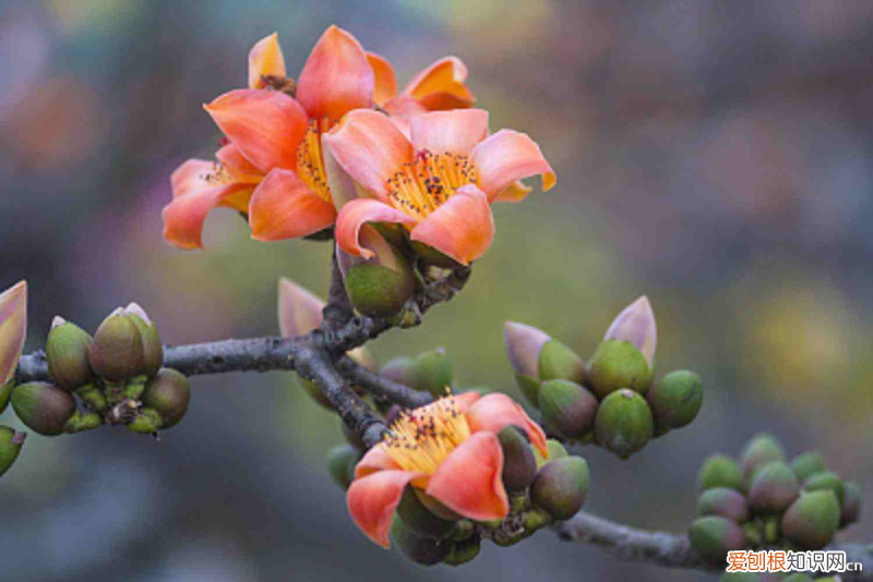 怒江好吗，怒江适合养什么花，市花和市树是什么？