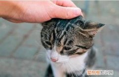 猫咪安慰人的动作 ，猫咪认主的5大征兆？