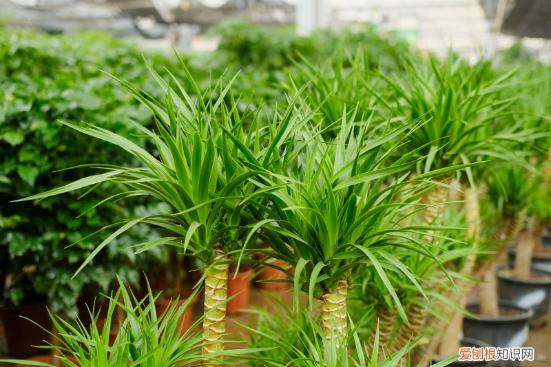 深圳都市热线电话,湖州适合养什么花,市花和市树是什么?