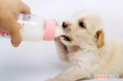 刚出生的小狗没有母乳应该要吃什么 ，刚出生的小狗没有母乳应该要吃什么食物？