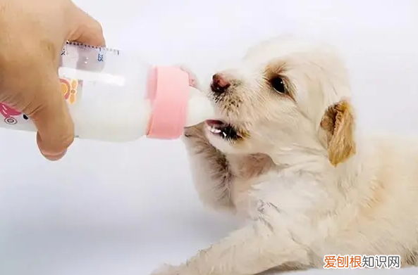 刚出生的小狗没有母乳应该要吃什么 ，刚出生的小狗没有母乳应该要吃什么食物？