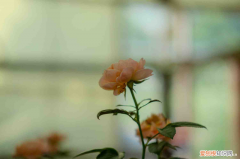 汕头的市花是啥，汕头适合养什么花，市花和市树是什么？