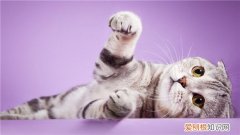 猫咪为什么抱着主人的手咬 ，猫为什么会抱着手臂蹬腿？