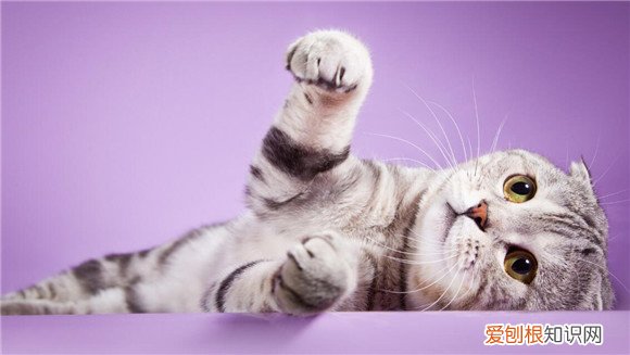 猫咪为什么抱着主人的手咬 ，猫为什么会抱着手臂蹬腿？