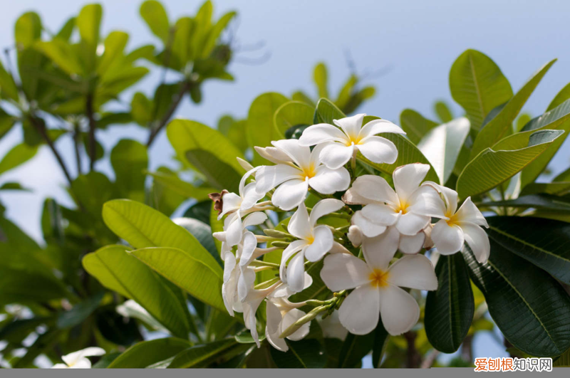 珠海的市花是什么?,珠海适合养什么花,市花和市树是什么?