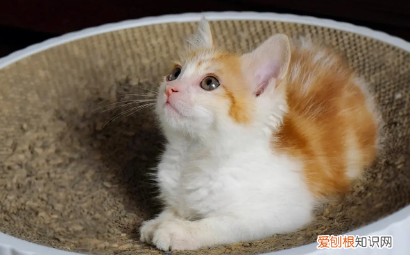 猫咪秃了一块但是皮肤干净 ,得了猫癣不治几天会死?