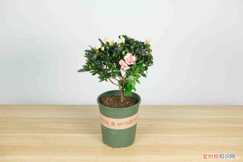 林芝适合养什么花,市花和市树是什么花，林芝适合养什么花，市花和市树是什么？