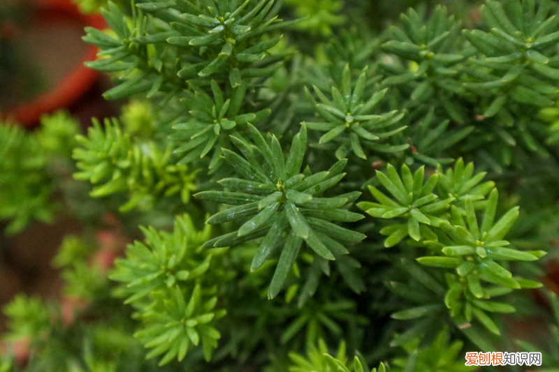 南方山上野花图片大全，山南适合养什么花，市花和市树是什么？