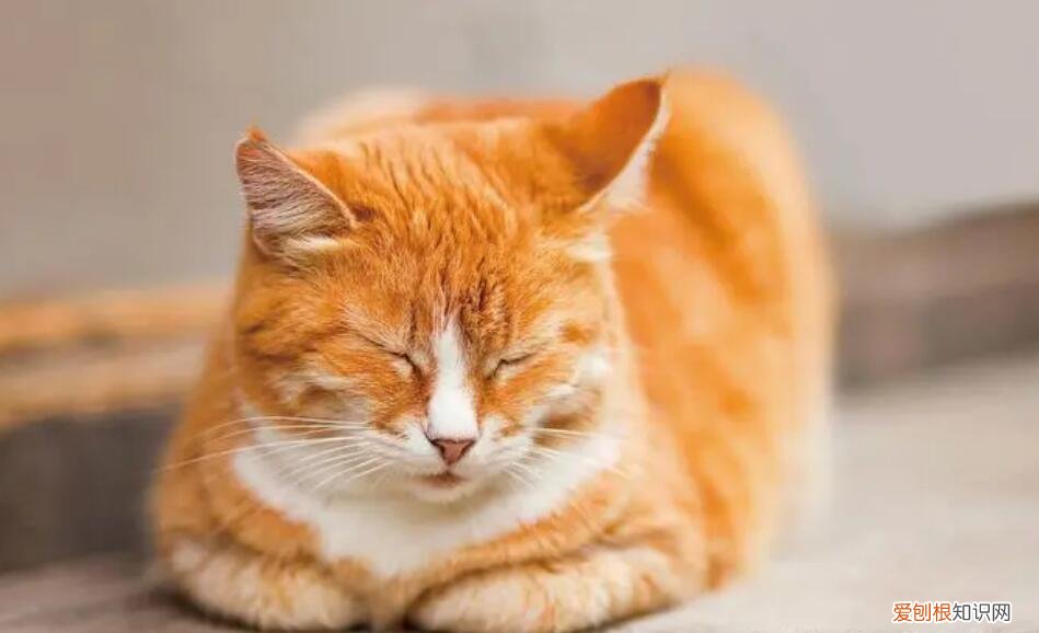 猫咪名字萌萌哒 ,猫咪的名字可爱的?