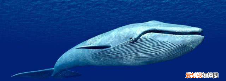 关于保护蓝鲸的广告语 ,关于保护蓝鲸的海报?