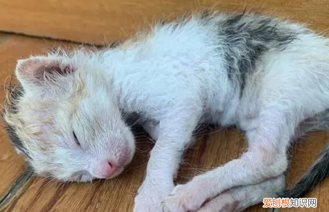 刚出生的小猫身上湿需不需要吹干 ,刚出生的小猫很脏怎么办?