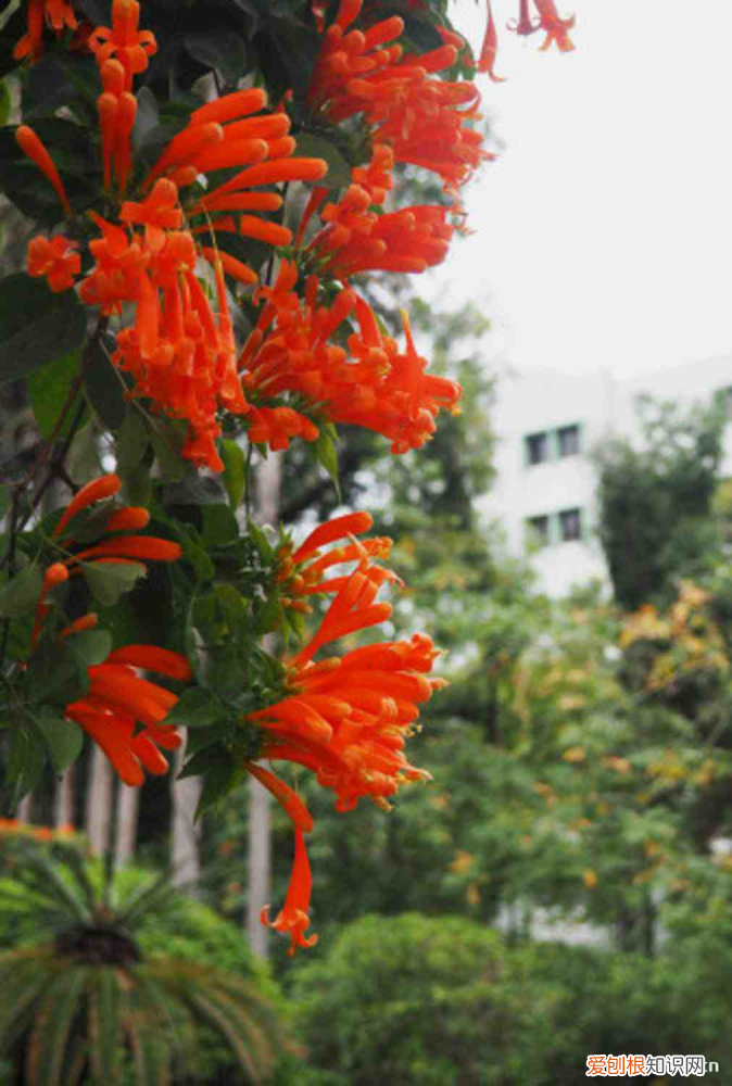 深圳适合养的绿植，深圳适合养什么花，市花和市树是什么？