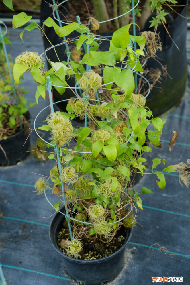 阿里都有哪些花名,阿里适合养什么花,市花和市树是什么?