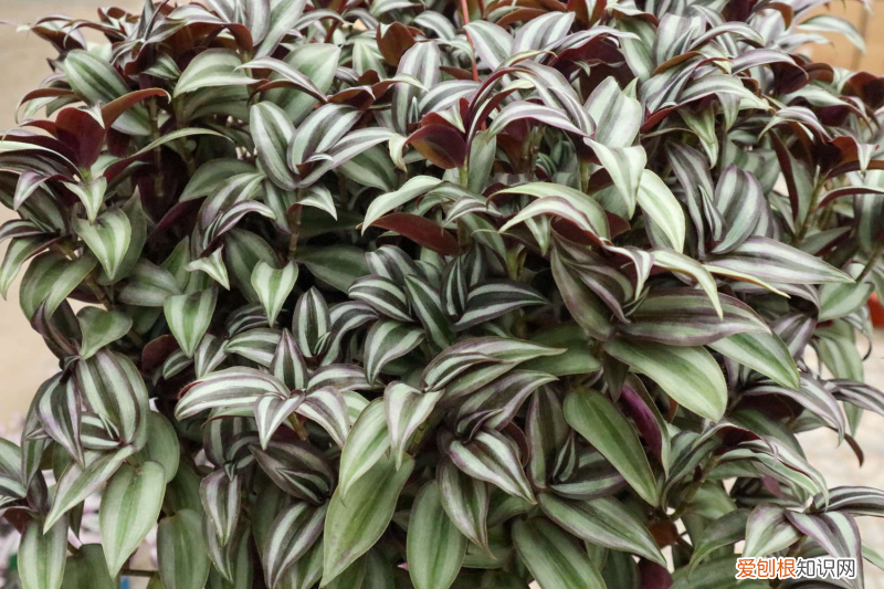 阿里都有哪些花名,阿里适合养什么花,市花和市树是什么?