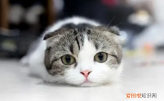 猫的寿命最长是多少 ，猫的寿命最长有多少年？