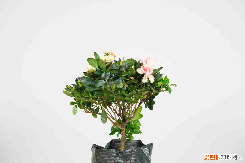 韶关适合养什么花,市花和市树是什么品种，韶关适合养什么花，市花和市树是什么？