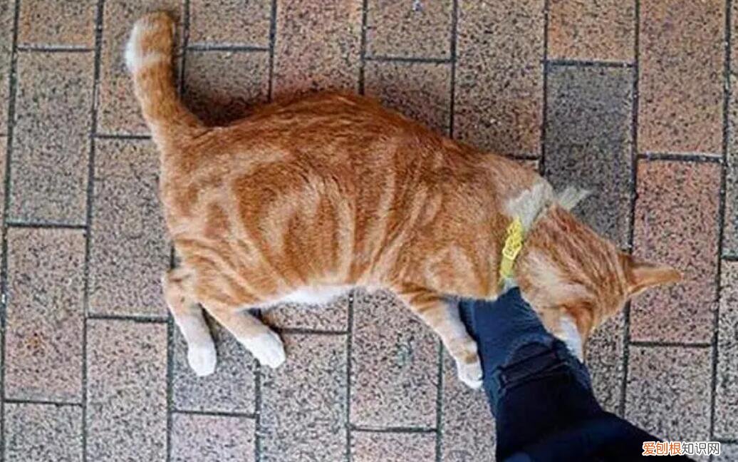 貓咪為什么喜歡抱腿咬人的腳 ，貓咪為什么喜歡抱腿咬人手？