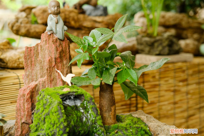 打臺球?qū)︻i椎有好處嗎，錫林郭勒盟適合養(yǎng)什么花，市花和市樹是什么？