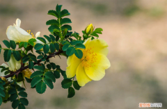 打臺(tái)球?qū)︻i椎有好處嗎，錫林郭勒盟適合養(yǎng)什么花，市花和市樹是什么？