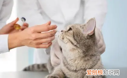 給貓打疫苗總共要多少錢一針 ，給貓打疫苗總共要多少錢一次？